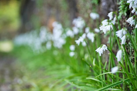 Bluebell, SÃ£o Miguel, Azores, Portugal