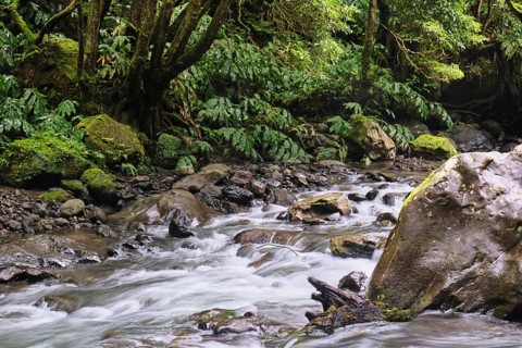 Torrent, Salto do Cabrito waterfall, SÃ£o Miguel, Azores, Portugal