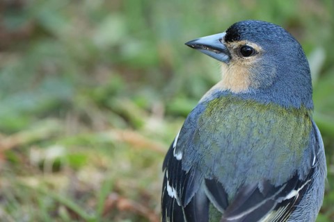 Azores chaffinch (Fringilla moreletti), SÃ£o Miguel, Azores, Portugal