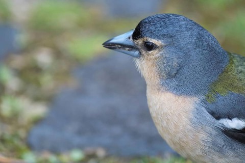 Azores chaffinch (Fringilla moreletti), SÃ£o Miguel, Azores, Portugal