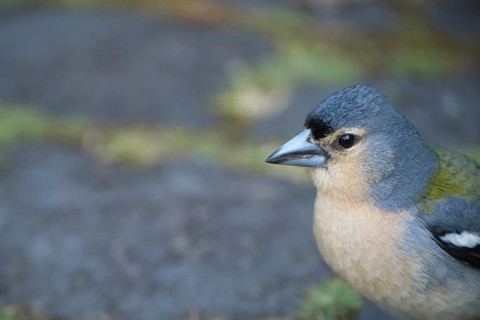 Azores chaffinch (Fringilla moreletti), SÃ£o Miguel, Azores, Portugal