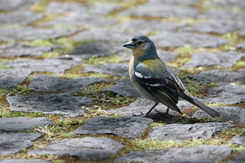 Azores chaffinch (Fringilla moreletti), SÃ£o Miguel, Azores, Portugal