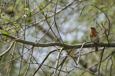Singing robin, SÃ£o Miguel, Azores, Portugal
