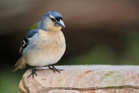 Azores chaffinch (Fringilla moreletti), SÃ£o Miguel, Azores, Portugal