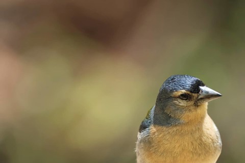 Azores chaffinch (Fringilla moreletti), SÃ£o Miguel, Azores, Portugal