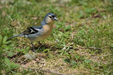 Azores chaffinch (Fringilla moreletti), SÃ£o Miguel, Azores, Portugal