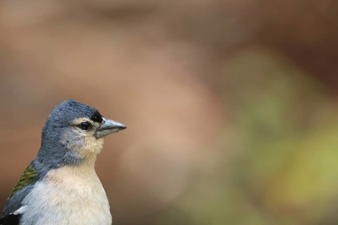 Azores chaffinch (Fringilla moreletti), SÃ£o Miguel, Azores, Portugal