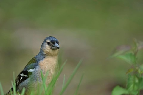 Azores chaffinch (Fringilla moreletti), SÃ£o Miguel, Azores, Portugal