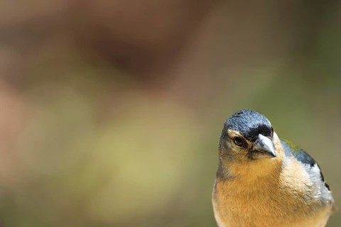 Azores chaffinch (Fringilla moreletti), SÃ£o Miguel, Azores, Portugal