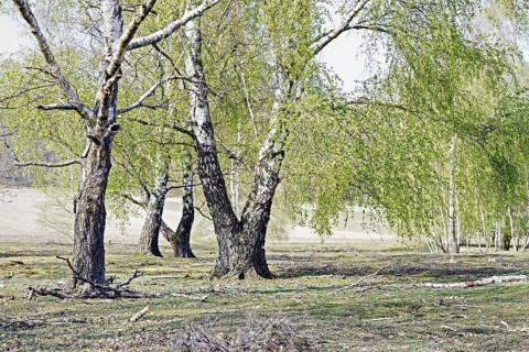 Birches (Betula) in spring standing on a green meadow in a rural landscape, Krefeld