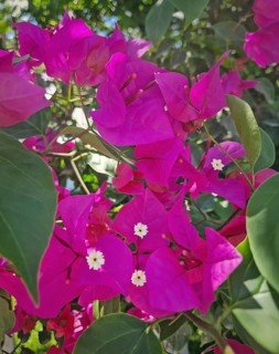 Close-up vibrant magenta bougainvillea flowers with small white centers, surrounded by lush green