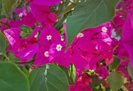 Closeup vibrant magenta bougainvillea flowers with small white centers, surrounded by lush green