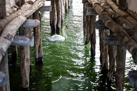A swan swims under wooden stakes in greenish water, Lake Dwellings Unteruhldingen Open-Air Museum