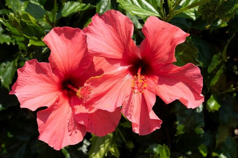 Hibiscus (Hibiscus), close-up of red flowers in front of green vegetation, national flower of