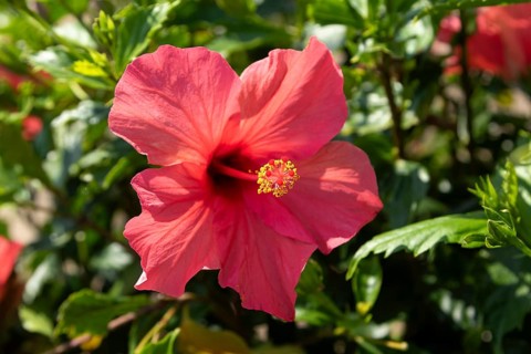 Hibiscus (Hibiscus), close-up of a red blossom in front of green vegetation, national flower of