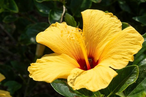 Hibiscus (Hibiscus), close-up of a yellow flower in front of green vegetation, national flower of