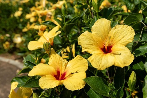 Hibiscus (Hibiscus), close-up of yellow flowers in front of green vegetation, national flower of