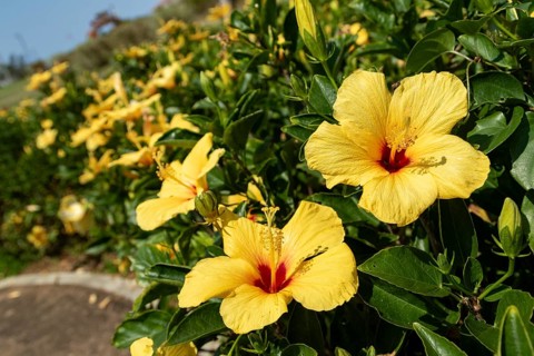 Hibiscus (Hibiscus), close-up of yellow flowers in front of green vegetation, national flower of