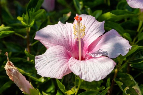 Hibiscus (Hibiscus), close-up of a pink flower in front of green vegetation, national flower of