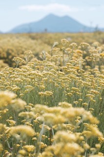 Cultivation of the Curry plant (Helichrysum italicum), also known as Italian immortelle or curry