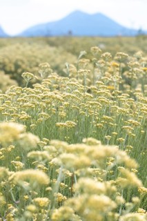 Cultivation of the Curry plant (Helichrysum italicum), also known as Italian immortelle or curry