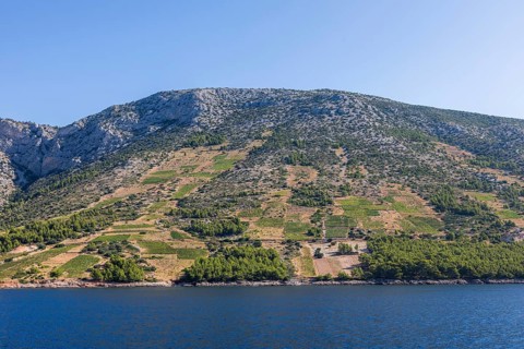 View of vineyards from the sea, Ivan Dolac, island of Hvar, Dalmatia, Croatia