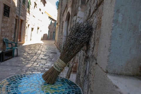 Lavender in bloom, alley in the old town centre, Starigrad, island of Hvar, Dalmatia, Croatia