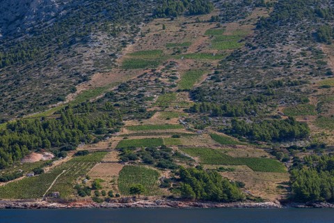 View from the sea of vineyards on the coast of the island of Hvar, near Ivan Dolac, Hvar, Dalmatia,