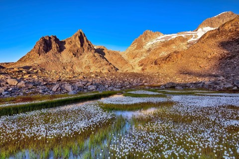 Flowering cotton grass (Eriophorum) in the Furka region at sunrise, Urseren Valley, Canton Uri,