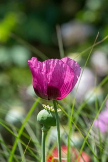 Purple poppy flower (Papaver), MÃ¼nsterland, North Rhine-Westphalia, Germany