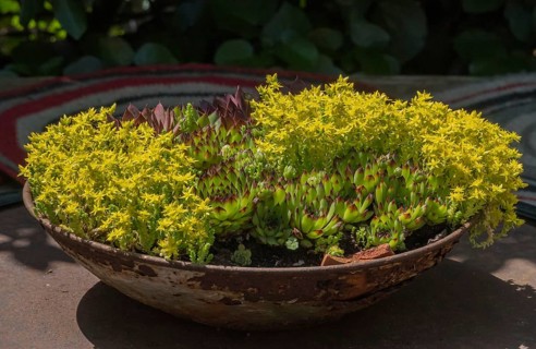 Sedum species in a bowl, North Rhine-Westphalia, Germany
