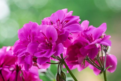 Geranium blossoms, pelargoniums, MÃ¼nsterland, North Rhine-Westphalia, Germany