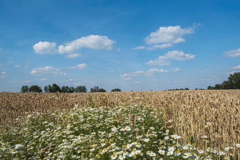 A rural scene with a blue sky, clouds and a wheat field, chamomile in the foreground, MÃ¼nsterland,