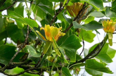 Blossom of the tulip tree (Liriodendron tulipifera), Netherlands
