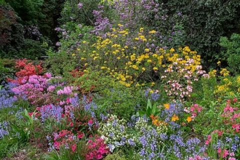 Flower bed in spring with azaleas and bulbous plants, North Rhine-Westphalia, Germany