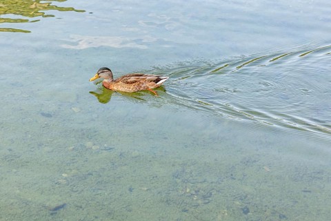 A duck (Anas platyrhynchos) swimming on calm, clear water, Lake Altaussee, Altaussee, Styria,