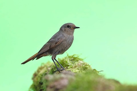 Black redstart (Phoenicurus ochruros), female on a moss-covered tree stump in a garden, Wilnsdorf,