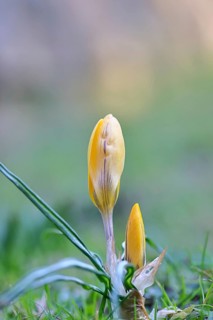 Yellow crocuses (Crocus sp.) on a lawn in the garden, Wilnsdorf, North Rhine-Westphalia, Germany