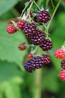 Blackberries (Rubus fruticosus), unripe and ripe fruit on a bush in a forest, Wilnsdorf, North