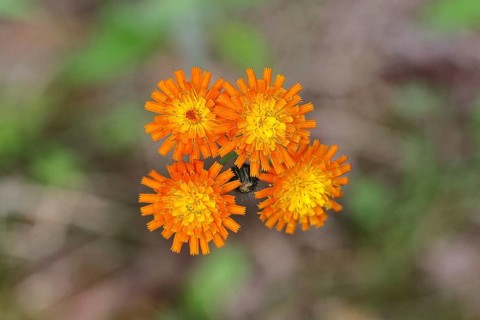 Orange hawkweed, orange-red hawkweed (Hieracium aurantiacum), flower on a rough meadow, close-up,