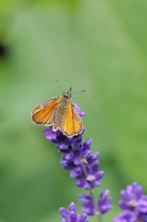 Large skipper (Ochlodes venatus), collecting nectar from a flower of Common lavender (Lavandula