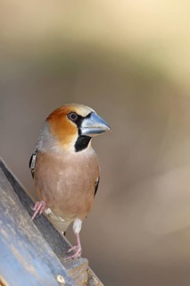Hawfinch (Coccothraustes coccothraustes), male, sitting at a feeder in the garden, wildlife,