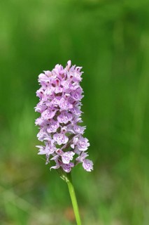 Moorland spotted orchid (Dactylorhiza maculata), inflorescence, close-up, Wilnsdorf, North