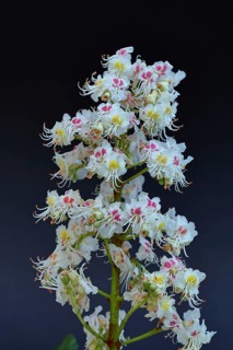 Horse chestnut (Aesculus hippocastanum), flower, inflorescence against a black background,