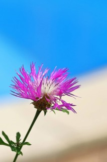 Meadow knapweed or common knapweed (Centaurea jacea), flower, Wilnsdorf, North Rhine-Westphalia,