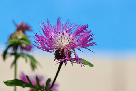 Meadow knapweed or common knapweed (Centaurea jacea), flower, Wilnsdorf, North Rhine-Westphalia,