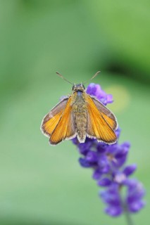 Large skipper (Ochlodes venatus), collecting nectar from a flower of Common lavender (Lavandula