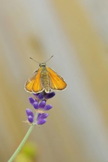 Large skipper (Ochlodes venatus), collecting nectar from a flower of Common lavender (Lavandula