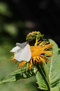 Lemon butterfly (Gonepteryx rhamny) landing on a yellow flower of a Great Telekie (Telekia