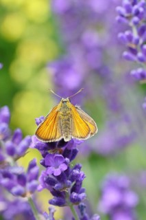 Large skipper (Ochlodes venatus), collecting nectar from a flower of Common lavender (Lavandula